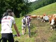 Rencontre avec les vaches